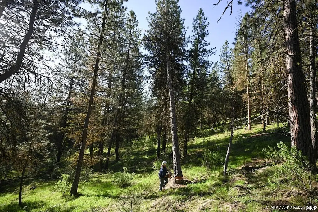 anp300625003 1