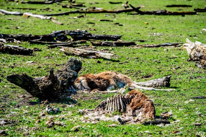 3200 grote grazers overleven winter niet