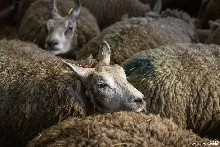 blauwtongvirus op meer dan 500 plekken