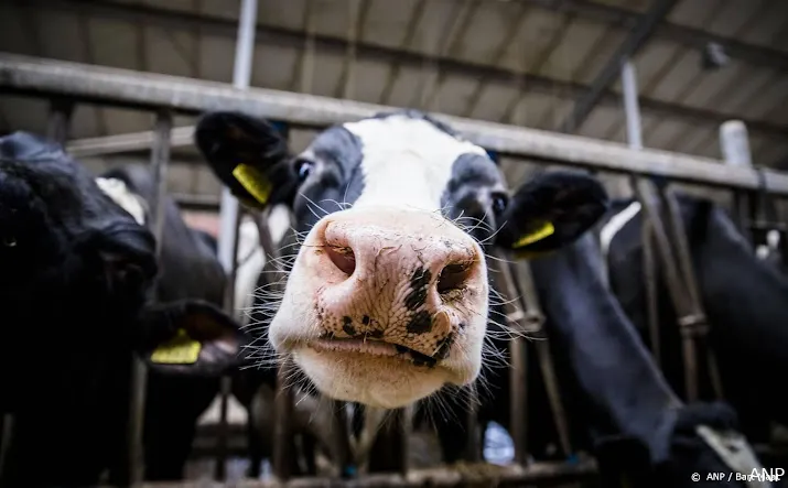 cbs evenveel melkkoeien wel minder varkens in veehouderij