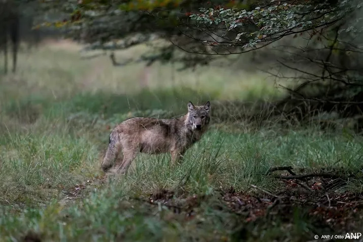 drenthe heeft minimaal tien jonge wolven in de provincie