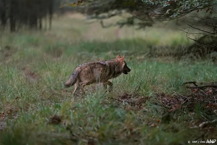 faunabescherming wolvenplan gelderland sprookje om verkiezingen