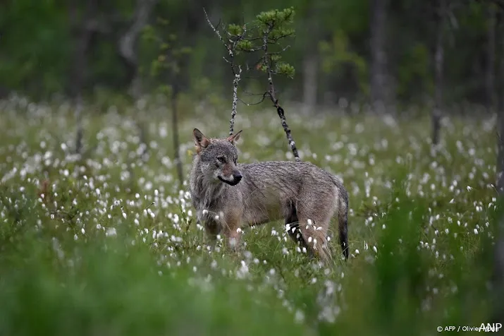 gewonde na melding aanval wolf politie schiet dier dood