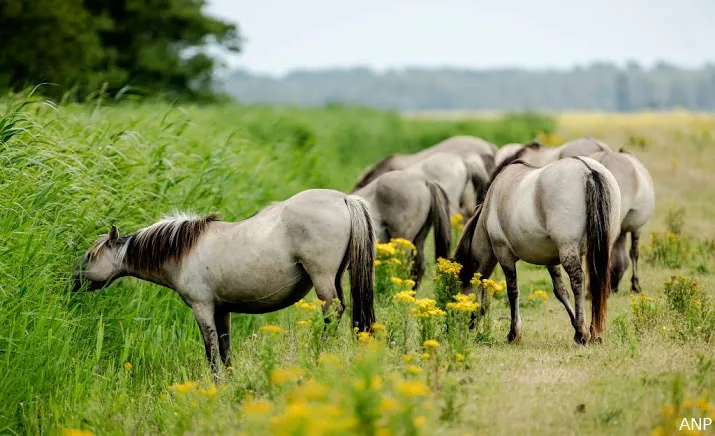 grazers in oostvaardersplassen niet nodig