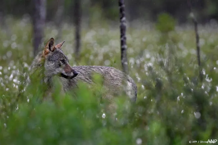 jurist nederland riskeert serieuze boetes voor omgang met natuur