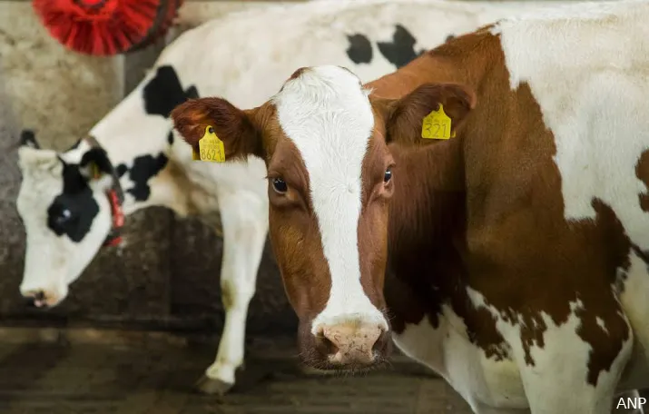 koeien moeten meer van eigen grond eten