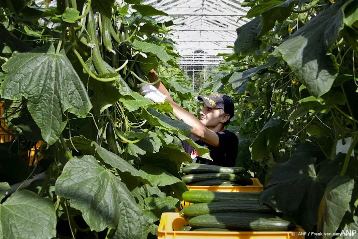 minder tomaten en komkommers geteeld door dure energie