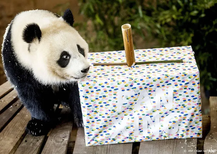 ouwehands dierenpark verwacht dit jaar geen nieuwe jonge panda