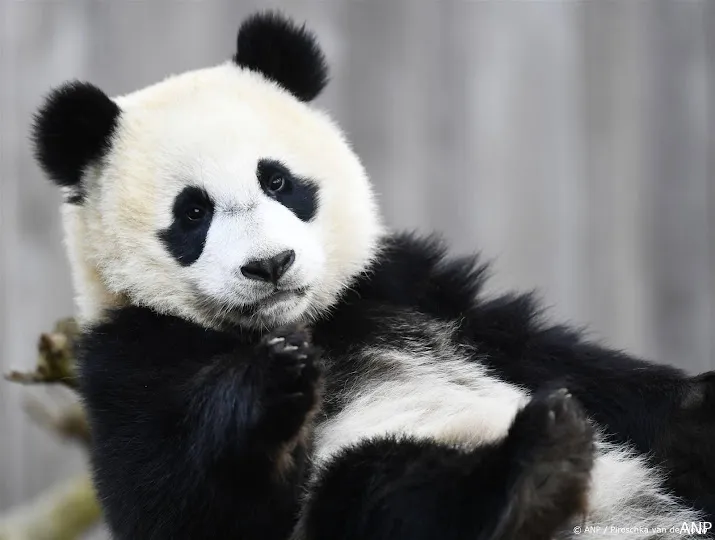 panda in ouwehands dierenpark krijgt twee jongen een overleden