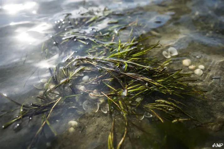 rijkswaterstaat legt vier nieuwe zeegrasvelden aan in waddenzee