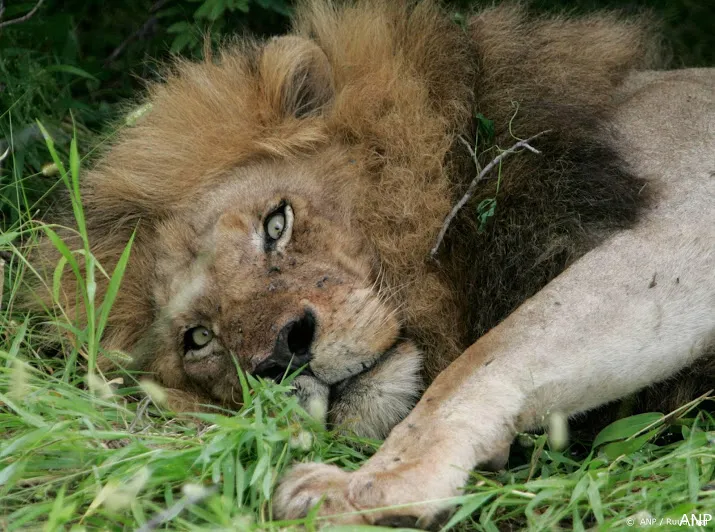 simba de leeuw uit bagdad geland