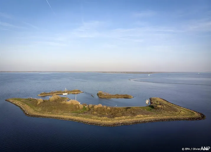 teer pomponwier duikt op in grevelingenmeer