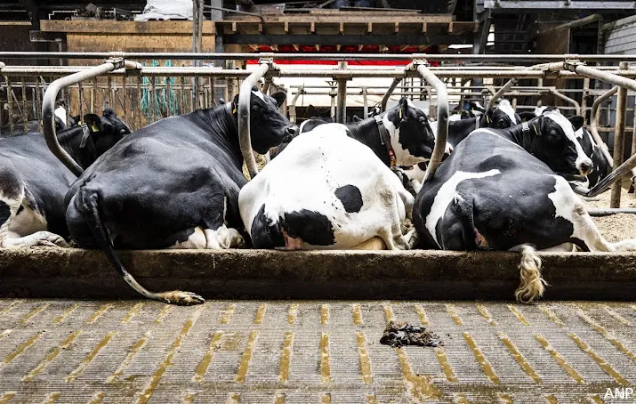 veehouderij voldoet aan mestregels maar productie moet omlaag