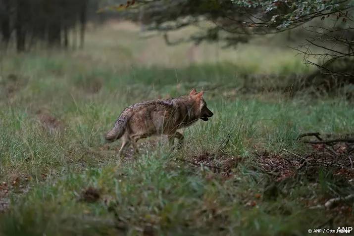 veel interesse voor regeling wolfrasters gelderland