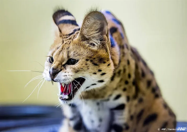 zoektocht naar weggelopen tijgerkat in helmond