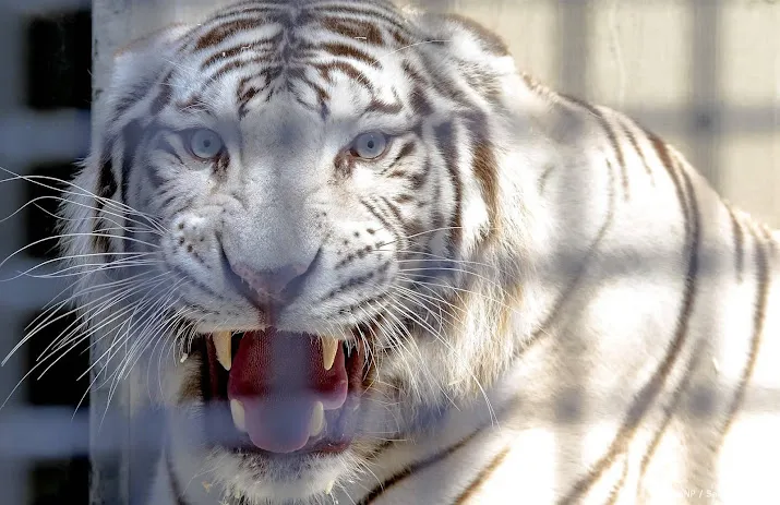 zooparc in overloon witte tijger rama overleden