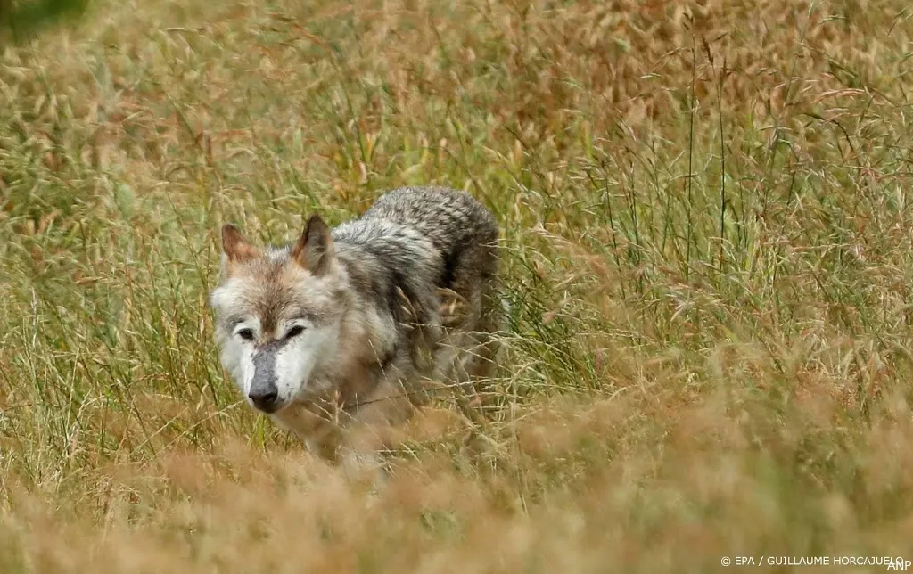 wolf kiest ervoor te sterven bij de mensen1549106899