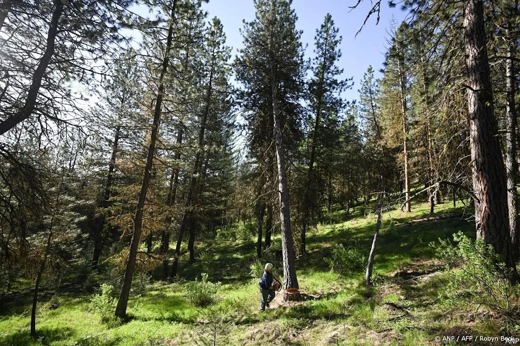 anp300625003 1