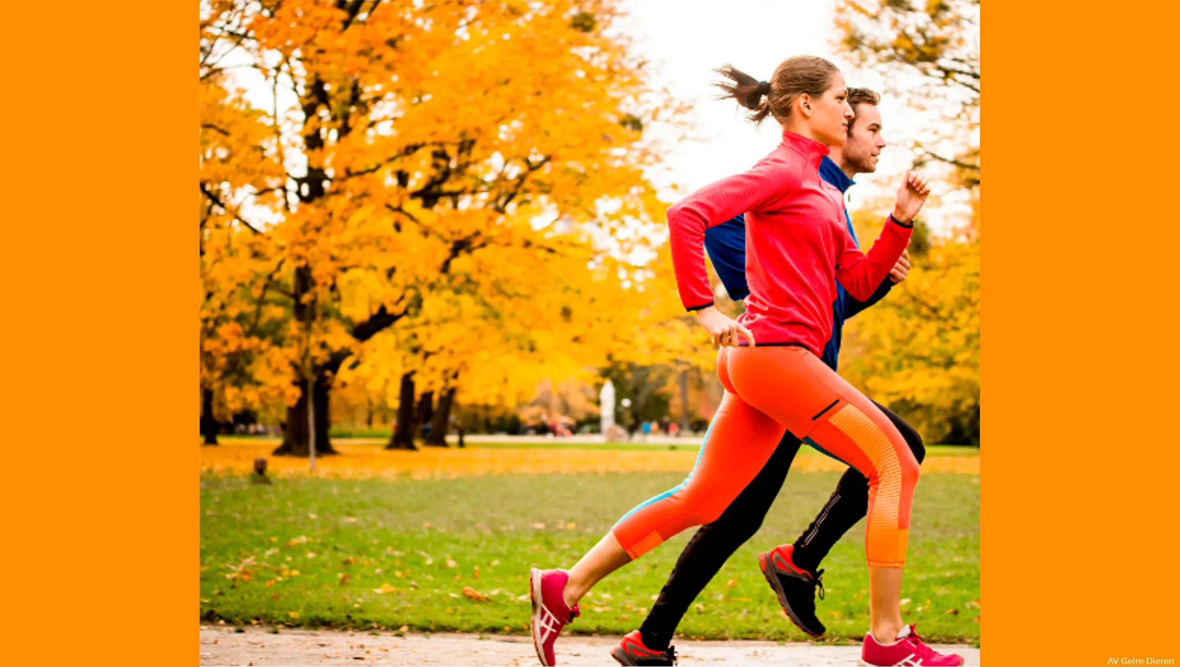 veluwezoomloop av gelre dieren