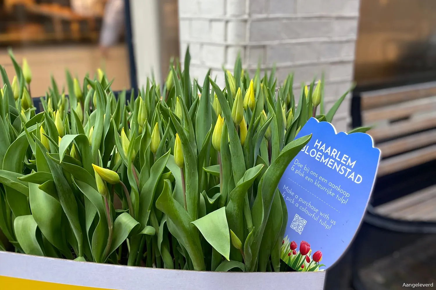 persbericht activatie bloemenstad haarlem 2023