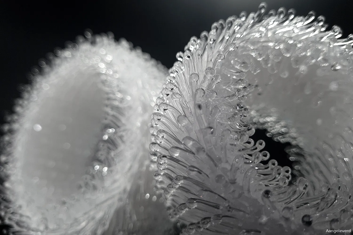 seedpods van krista israel tentoonstelling de natuur in textielglas kunst centrum haarlem kopieren