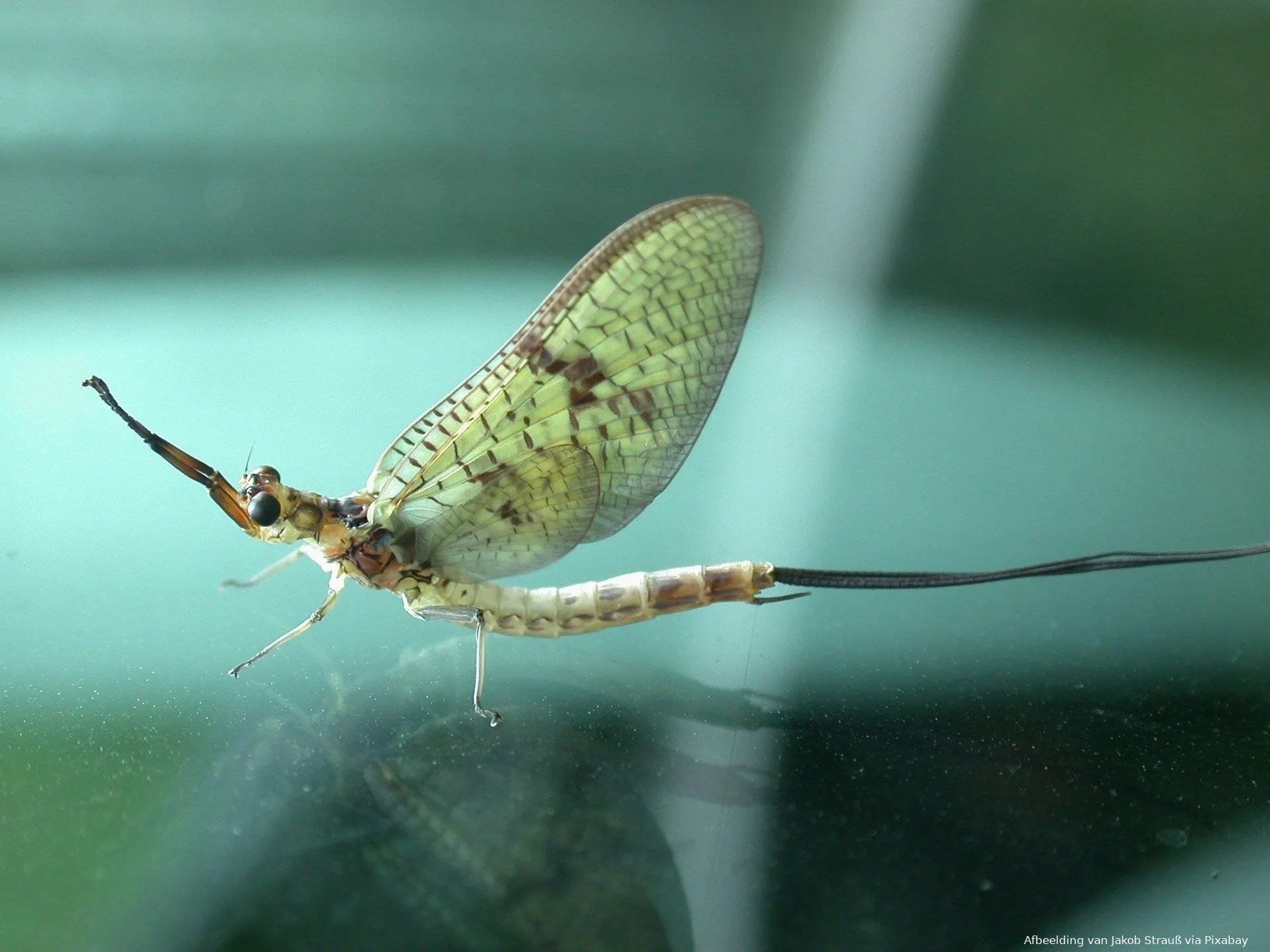 mayfly 866022 1920