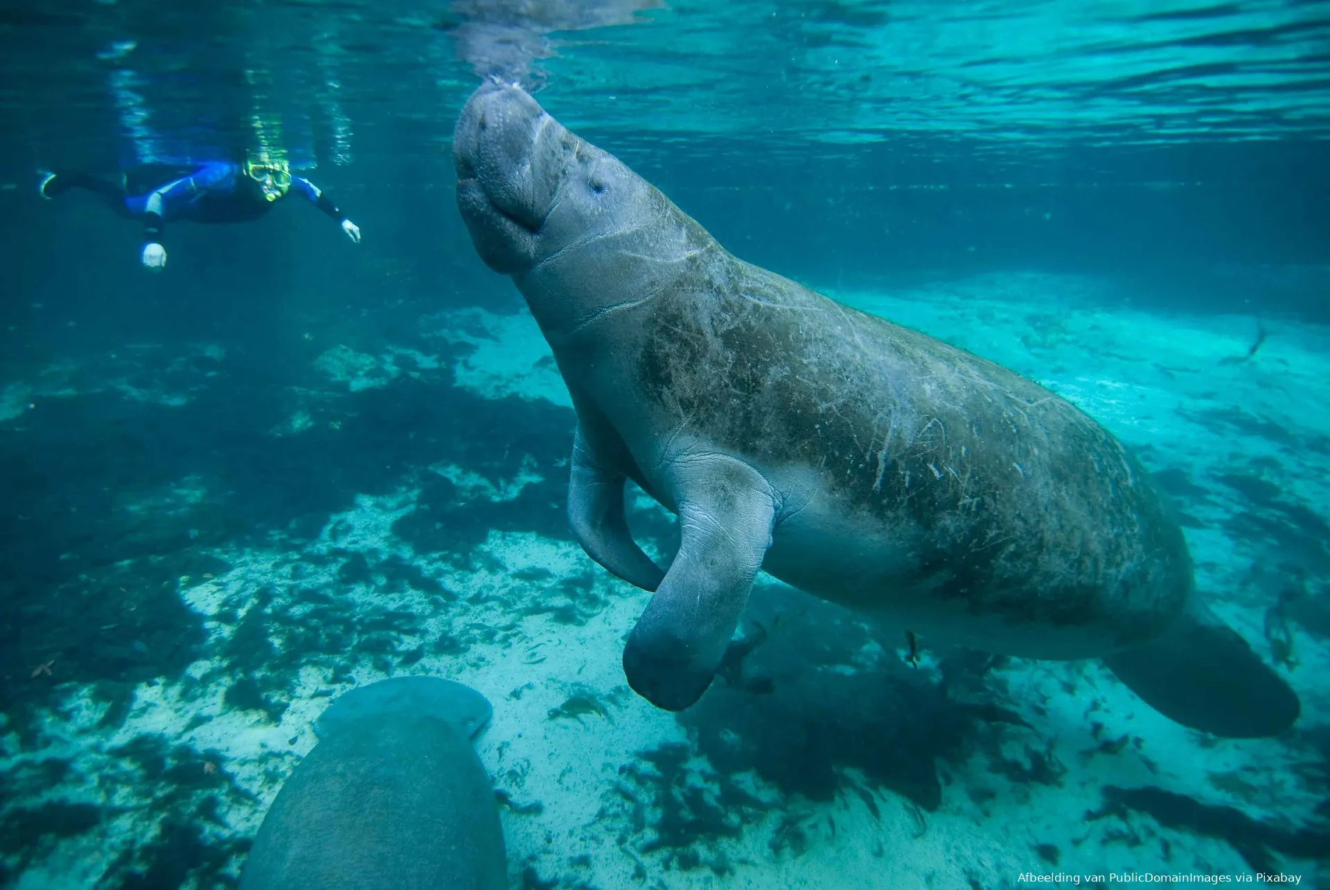 manatee 387194 1920