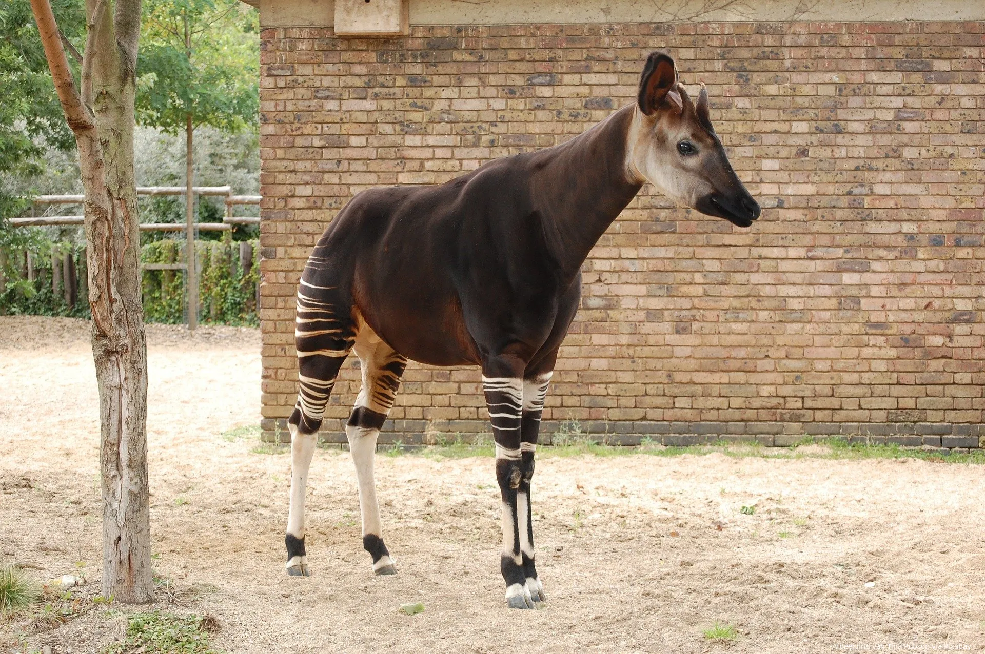 okapi 1581236 1920