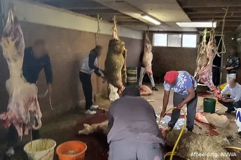 illegale-slacht-in-schuur