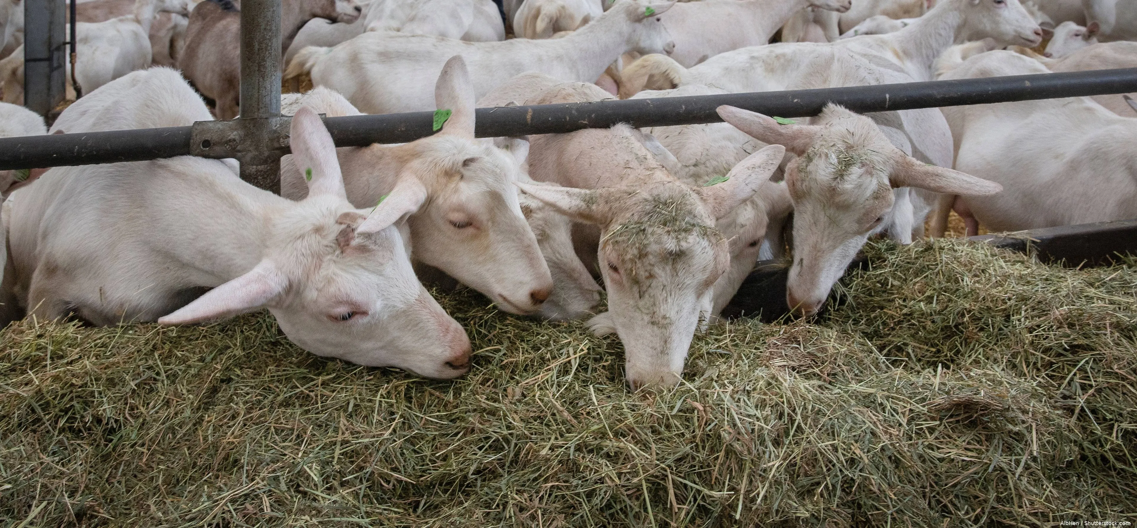 shutterstock_2673591547 (1)