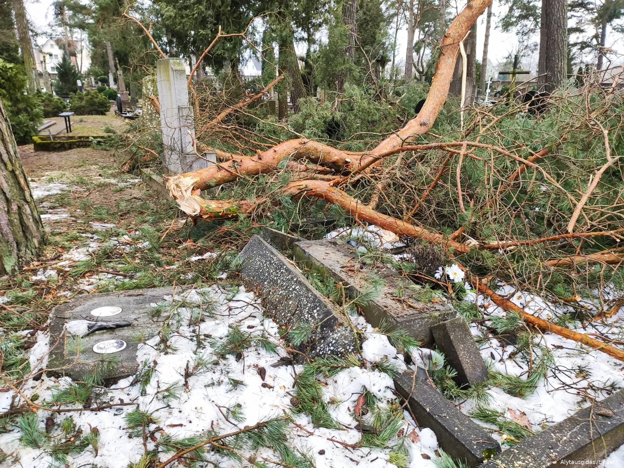 164239093 141131144509941 8411090186978403795 n