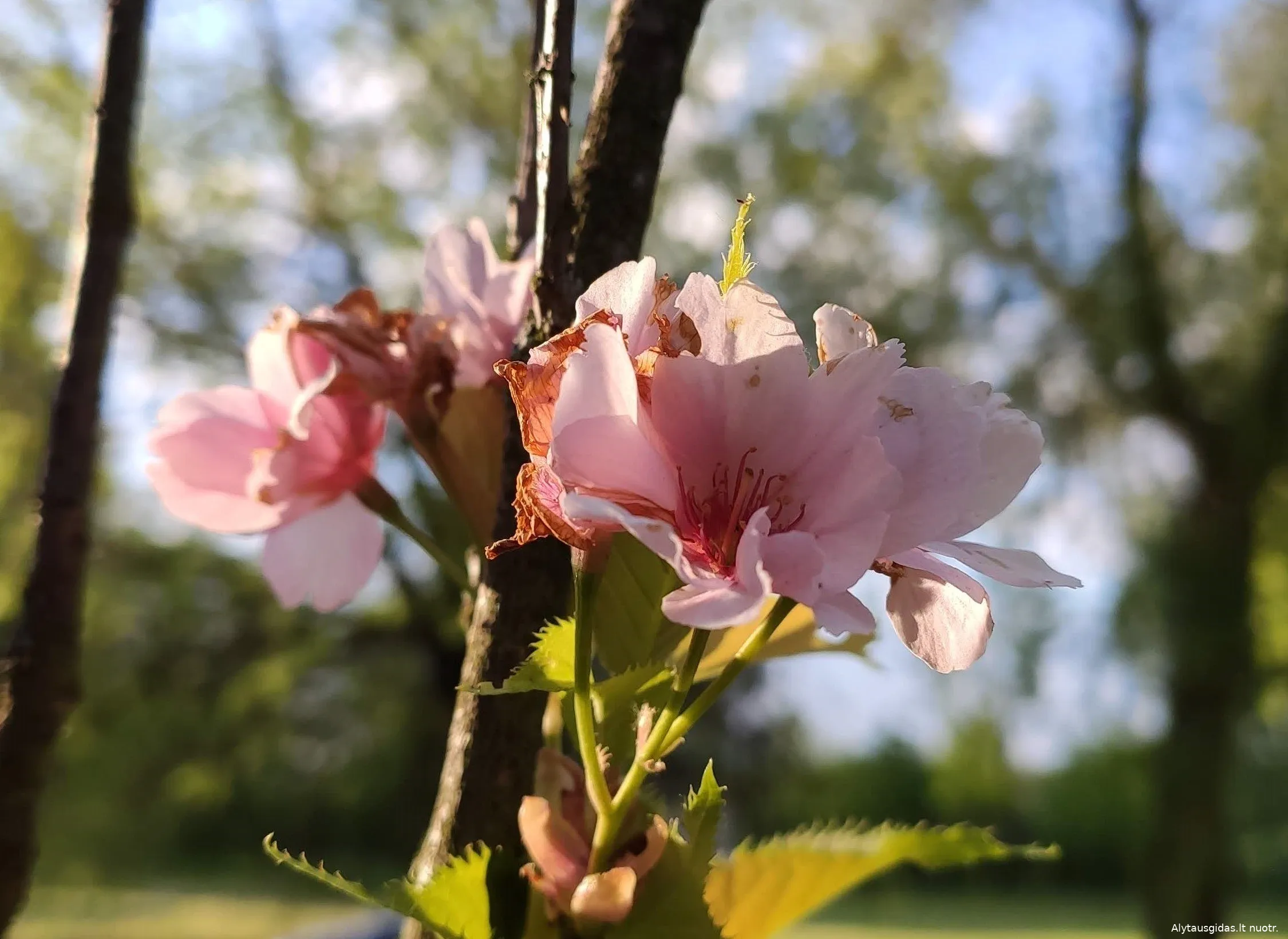 sakrimg 20200529 195225