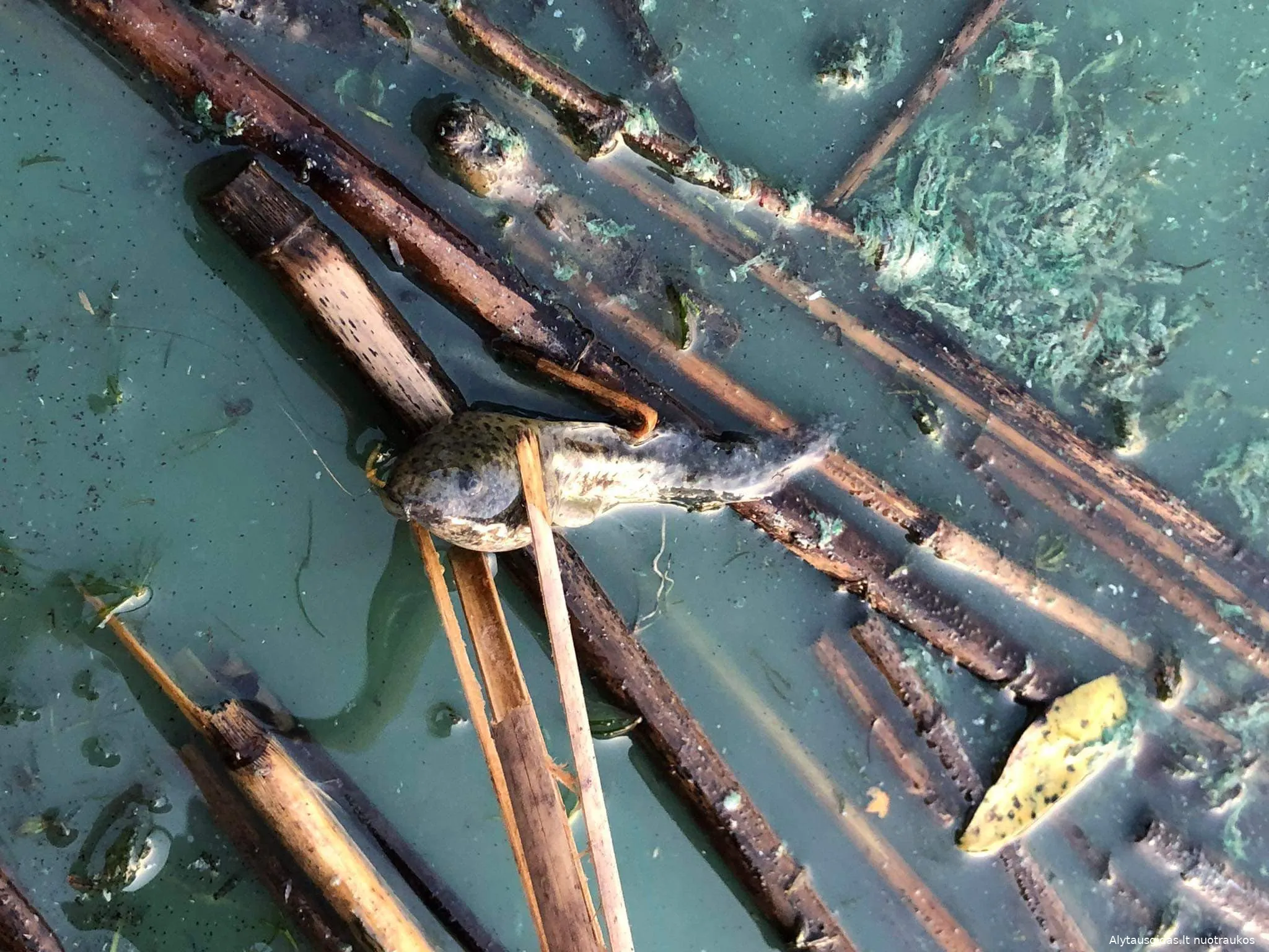 zuv366295945 834844801563176 854074378841614653 n