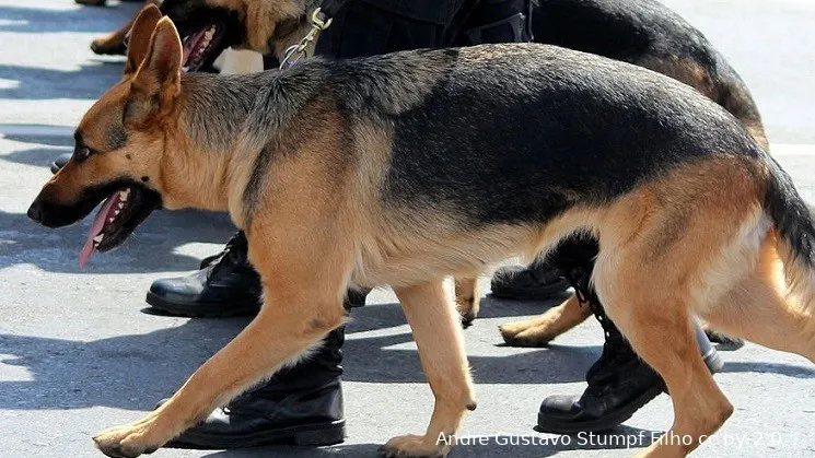 150815 politiehonden andre gustavo stumpf filho cc by 20 e1439715724110