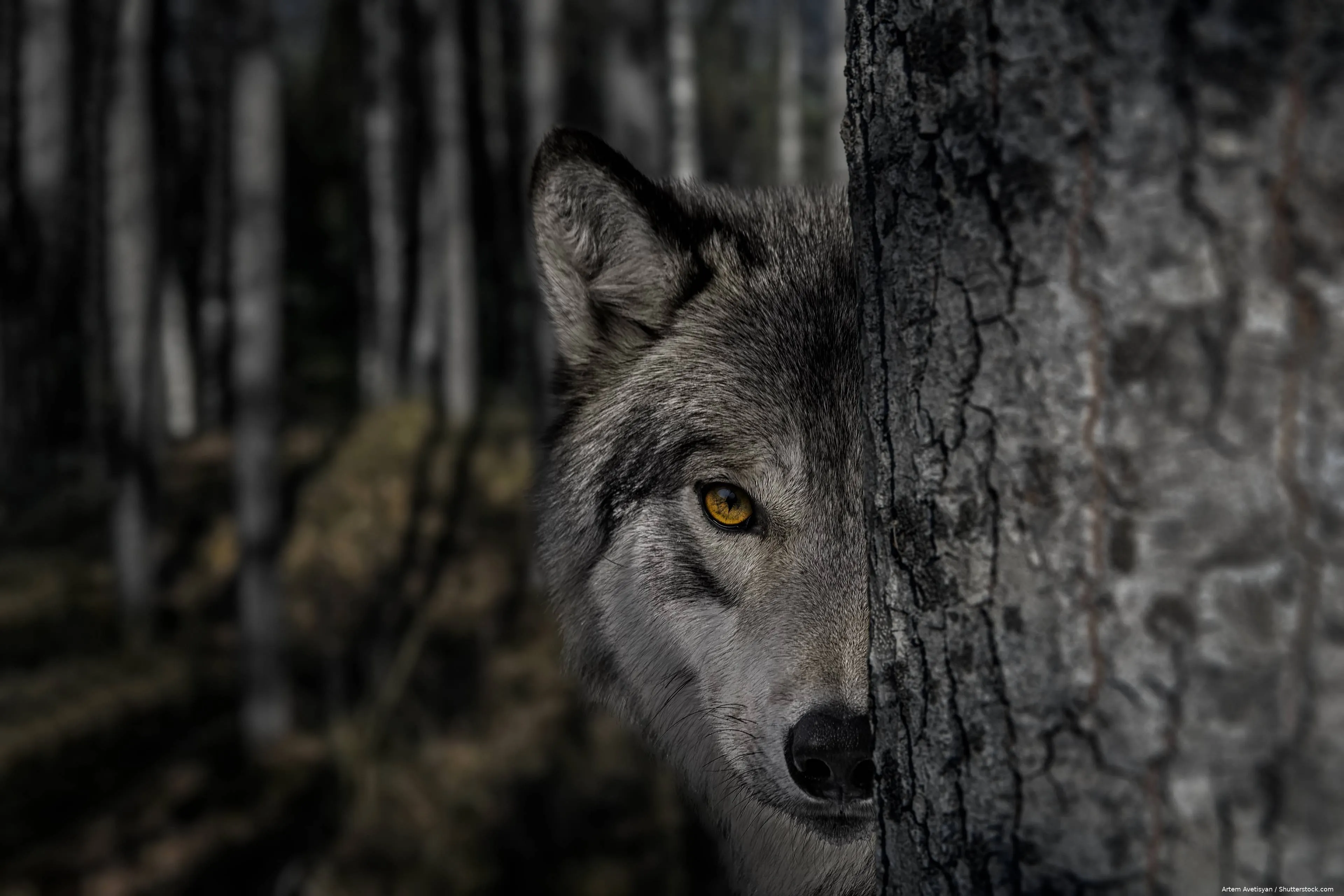 shutterstock_2362546639