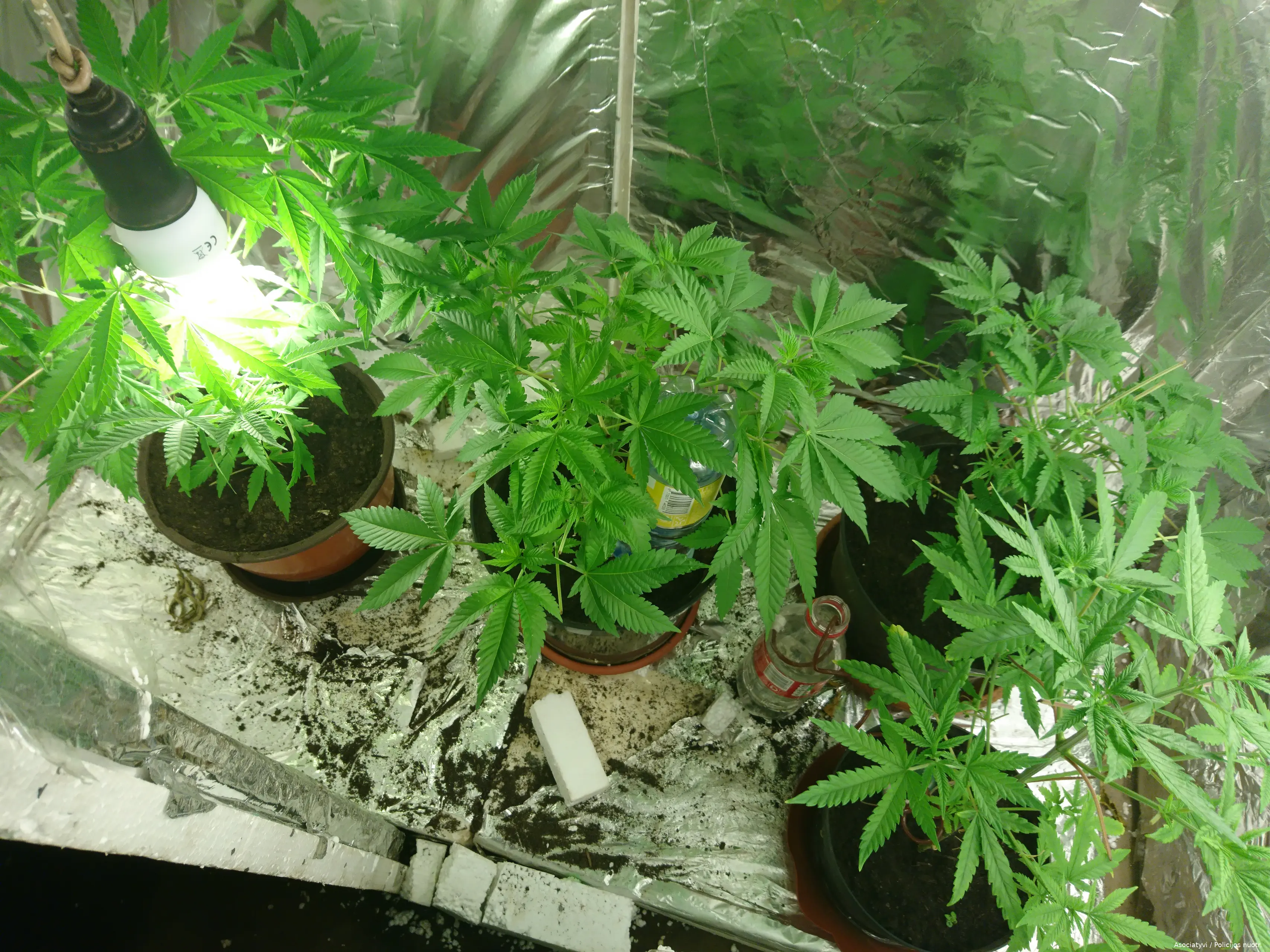 foto2