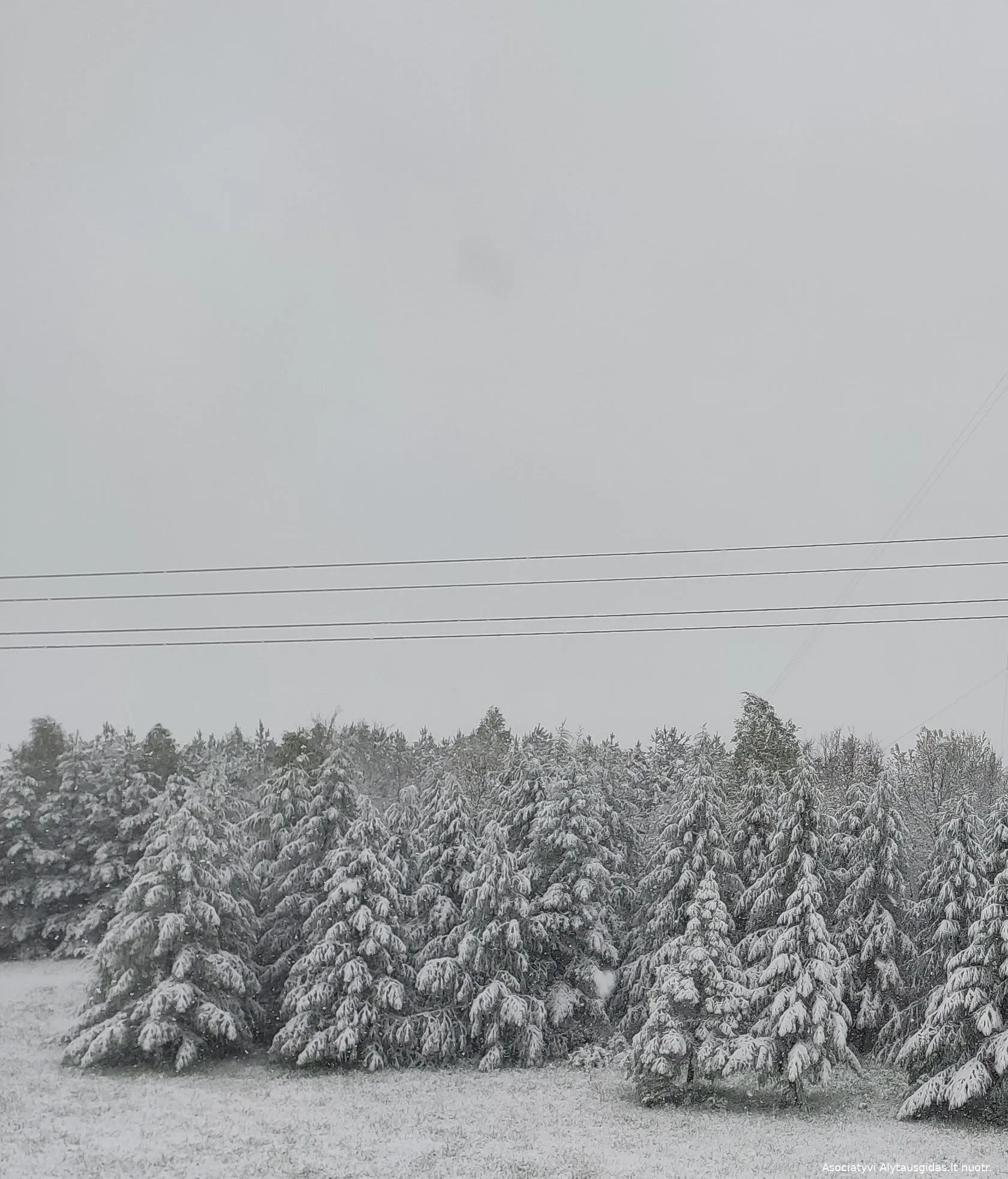 elelaidimg 20200512 082043