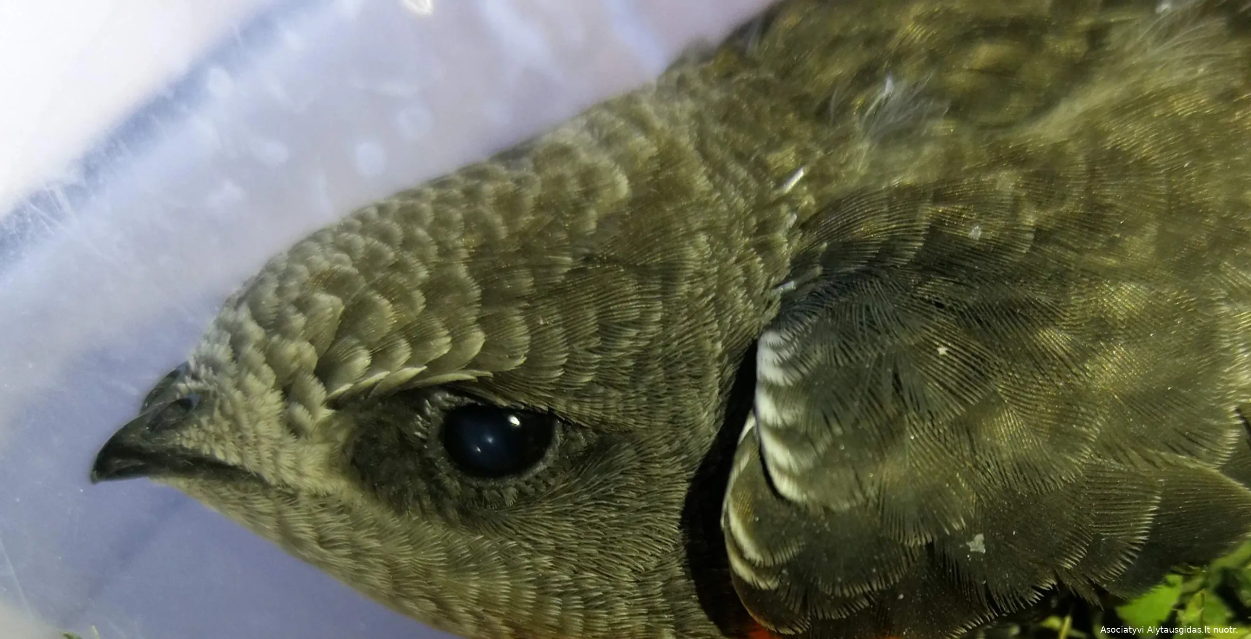 pauksimg 20180806 192756