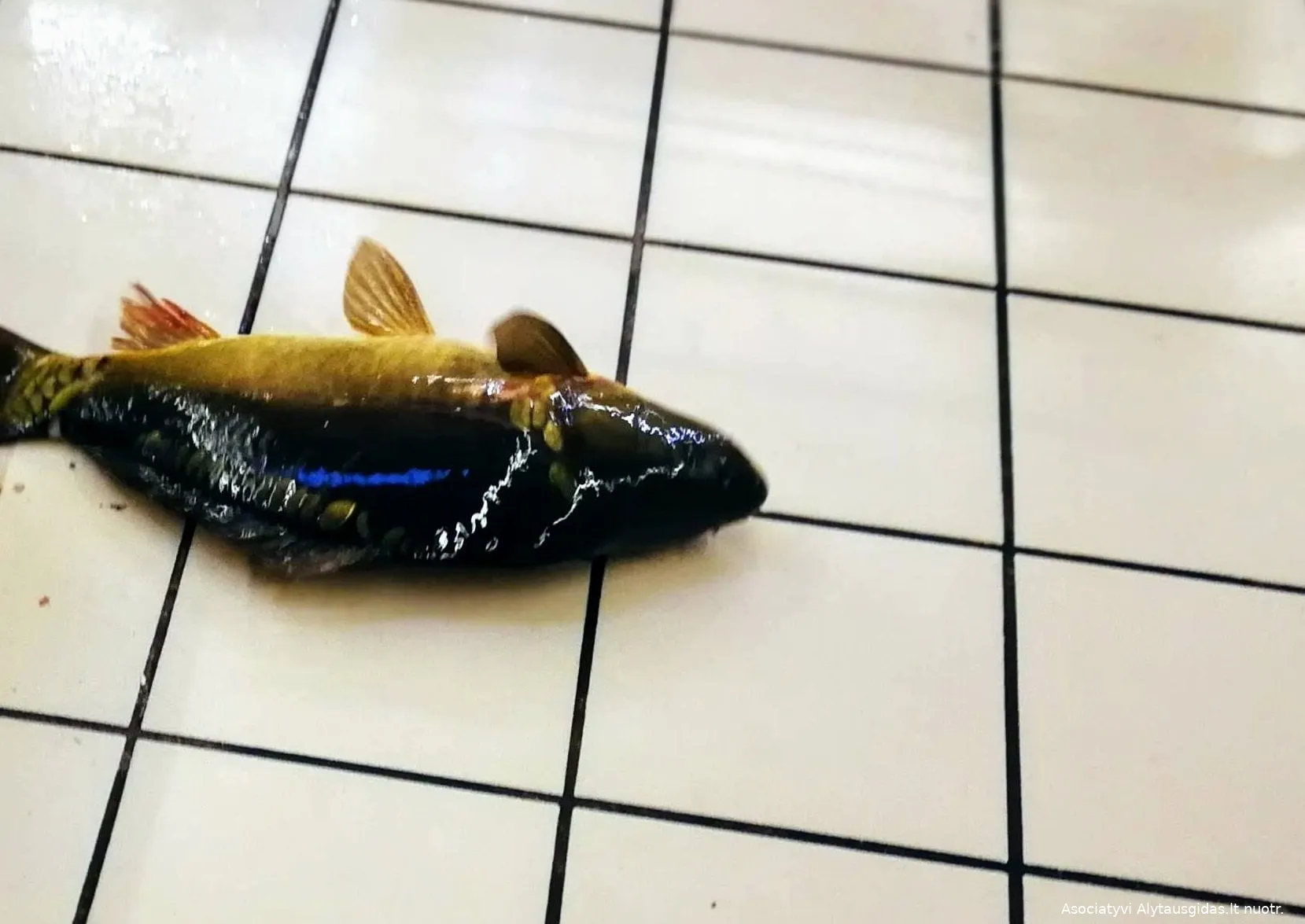 zuvpcfishimg 20181222 095640 2