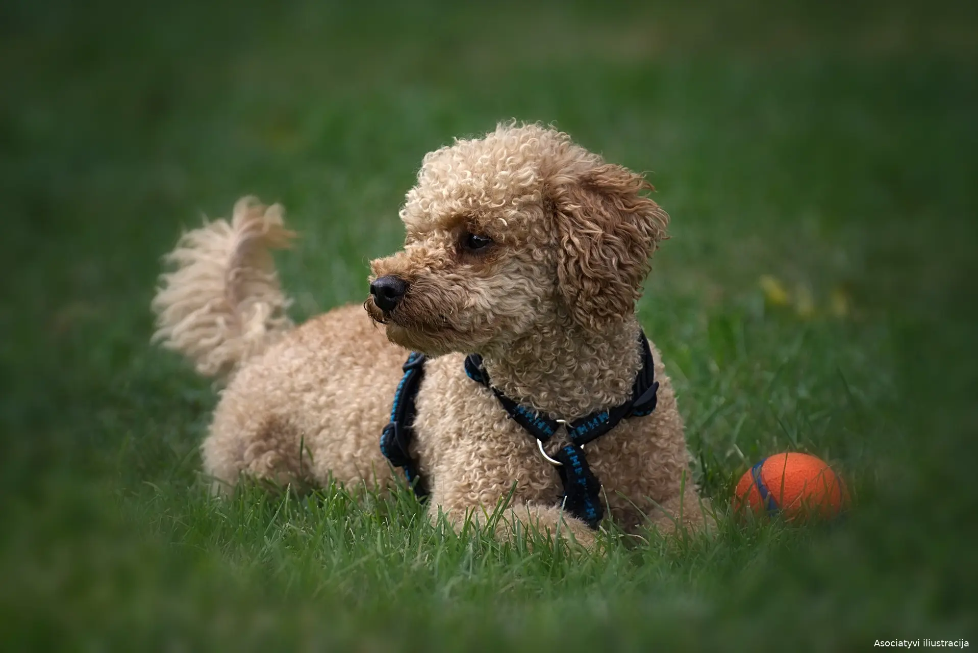 poodle 3615894 1920