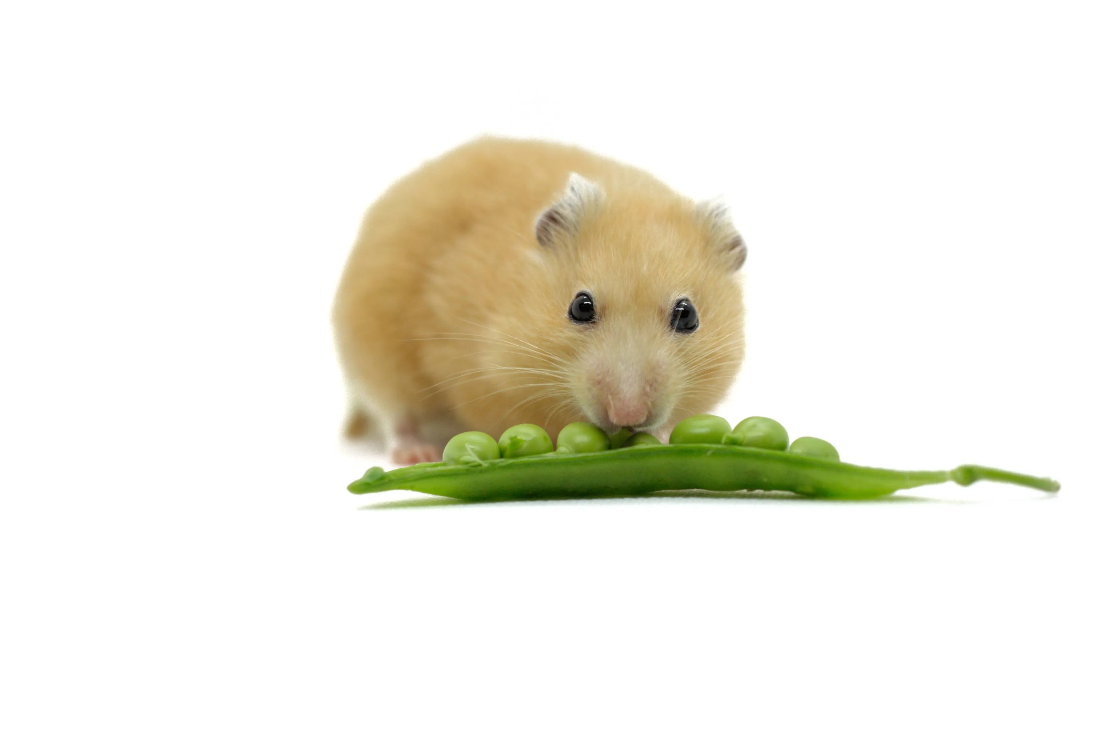 shutterstock_1932873884