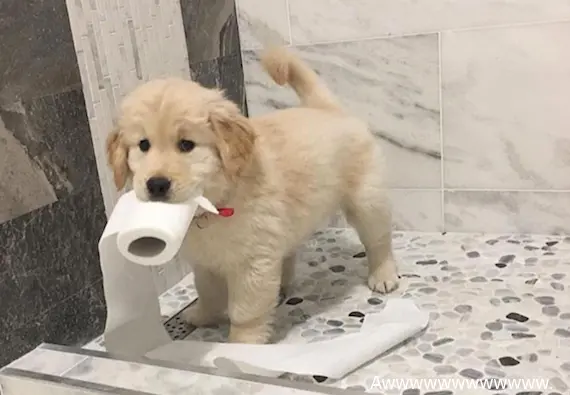 pups