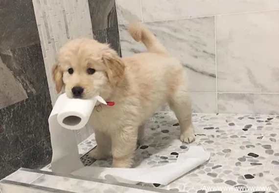 pups