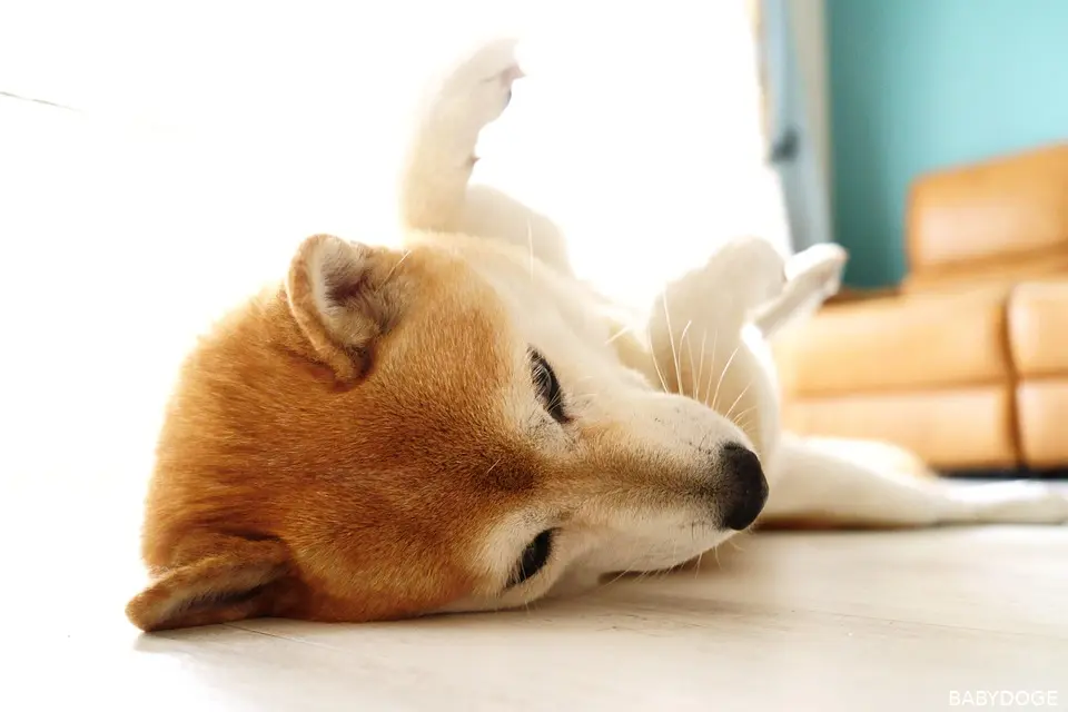 baby doge