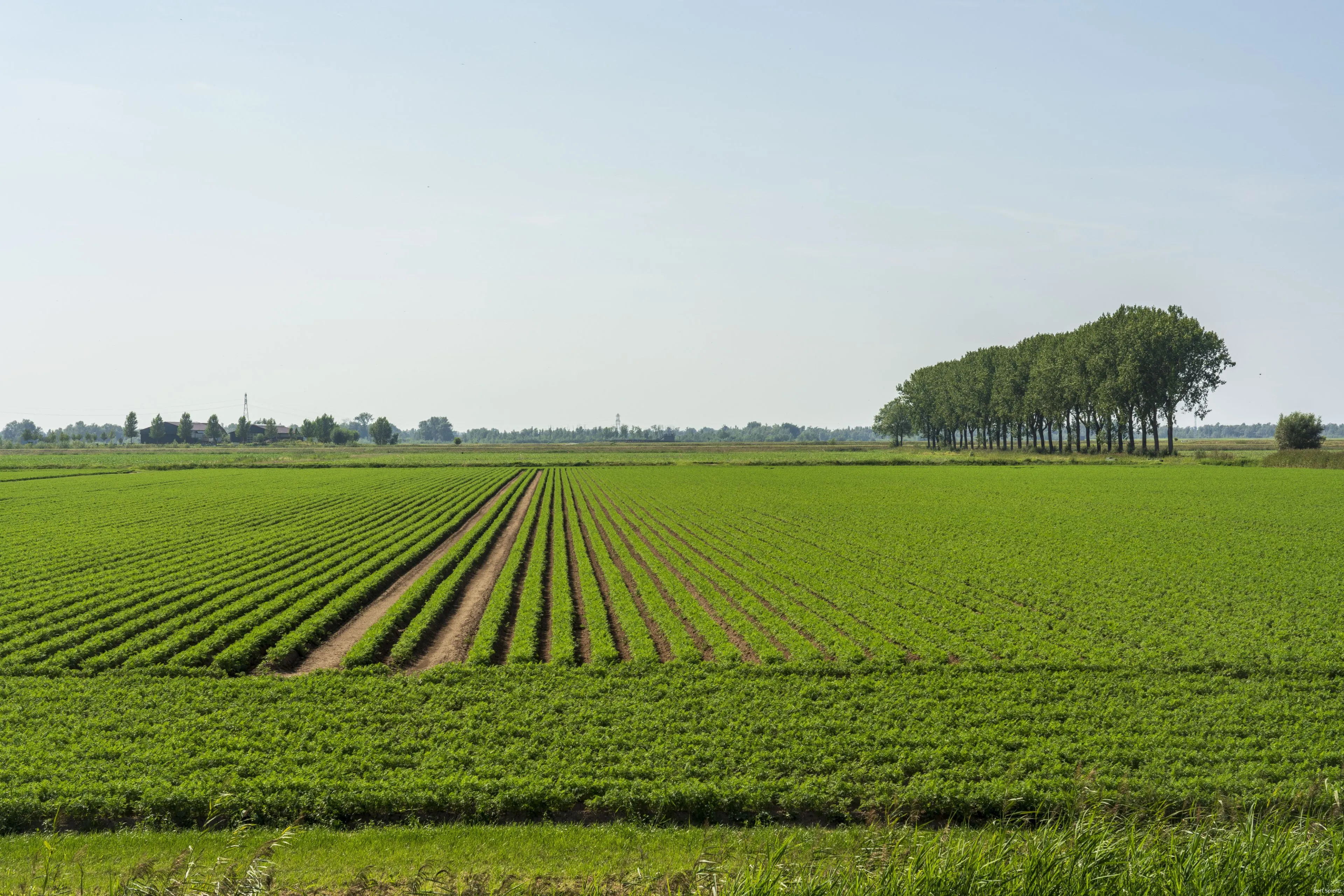 anp 507107081