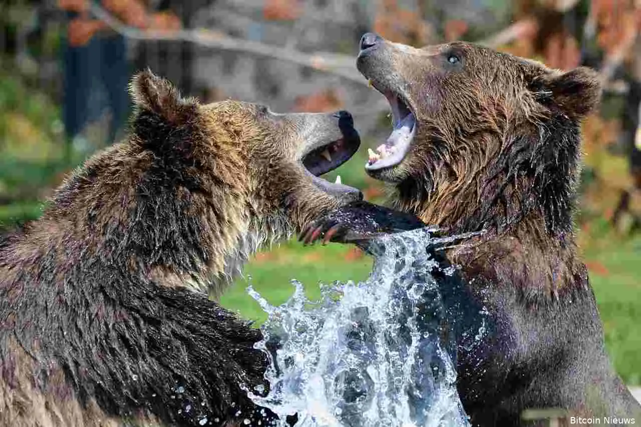 bear