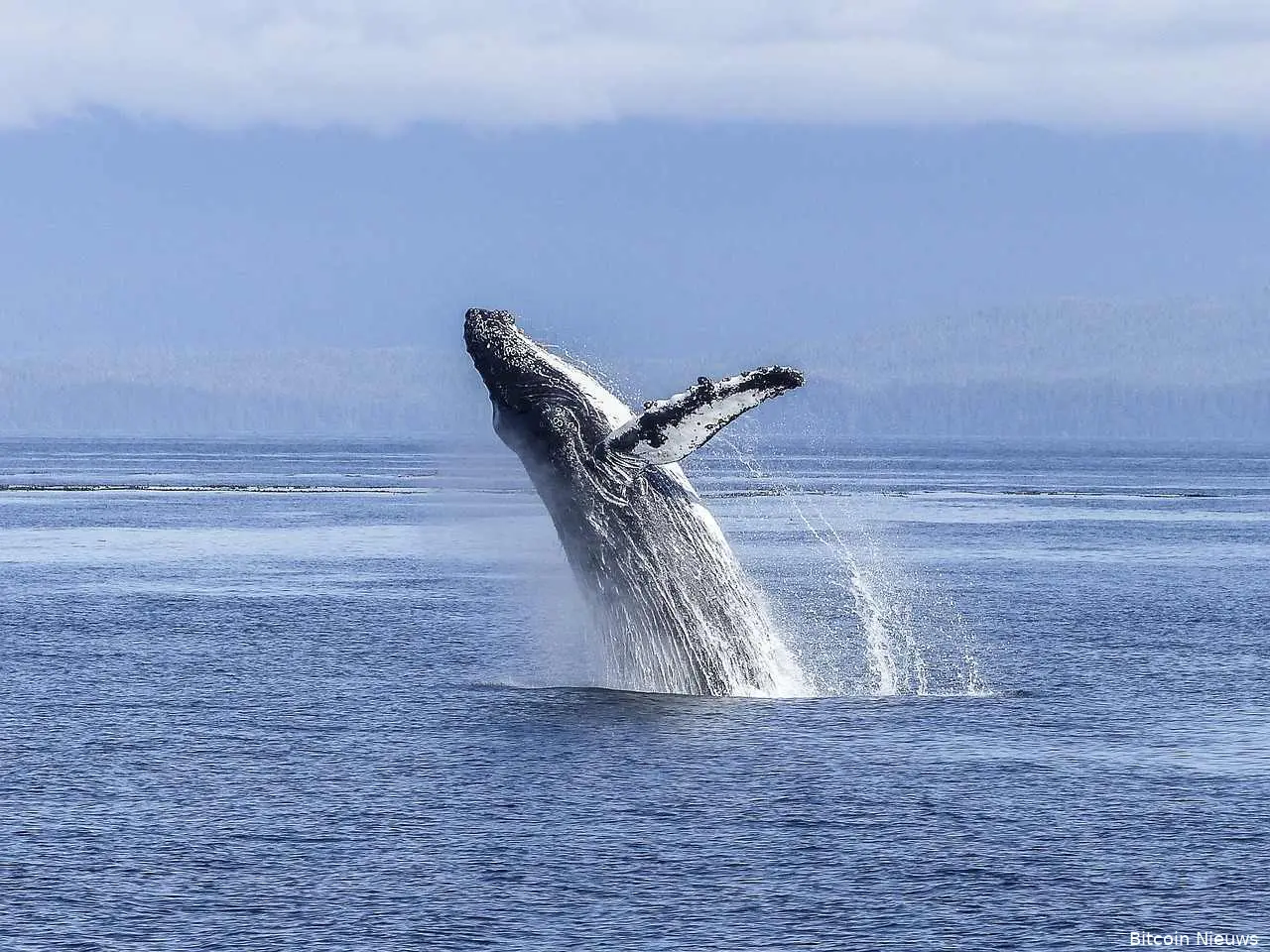 bitcoin whale