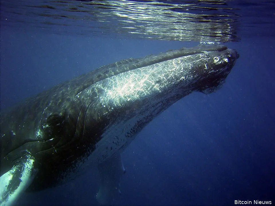 bitcoin whale