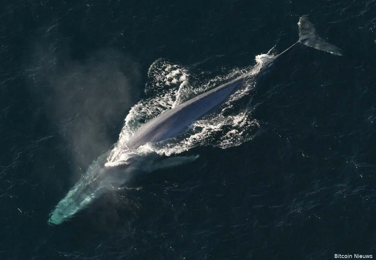 bitcoin whales 1