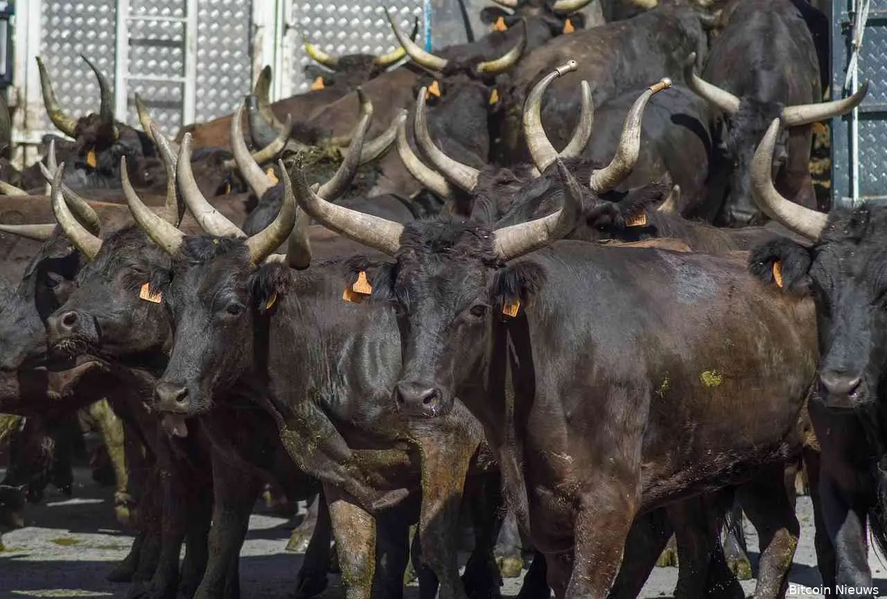 bullish1